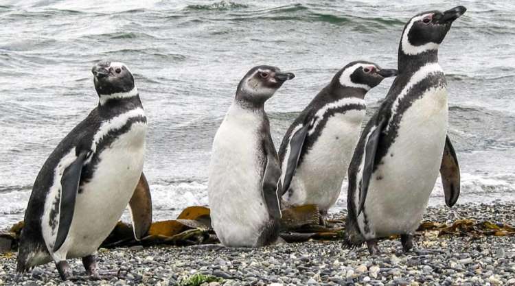 pinguini all'Isla Martillo